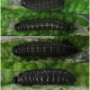 musch proto larva3 volg1 